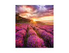 Vorschau: Samsung Smart LED Signage IF015H