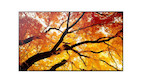 Sharp MultiSync M752 75" Professional Large Format Display