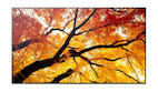 Sharp MultiSync M982 98" Professional Large Format Display