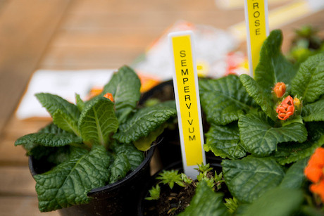 Brother TZe-631 Schriftband schwarz/gelb 12mm/8m